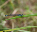 Blue-tailed damselfly in Sweden, where a long-term precipitation study has been conducted.